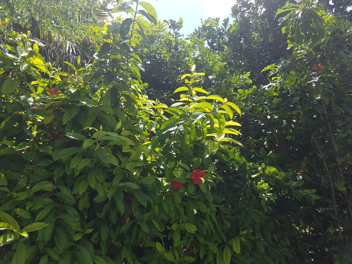 Buisson Guesthouse La Digue Kültér fotó