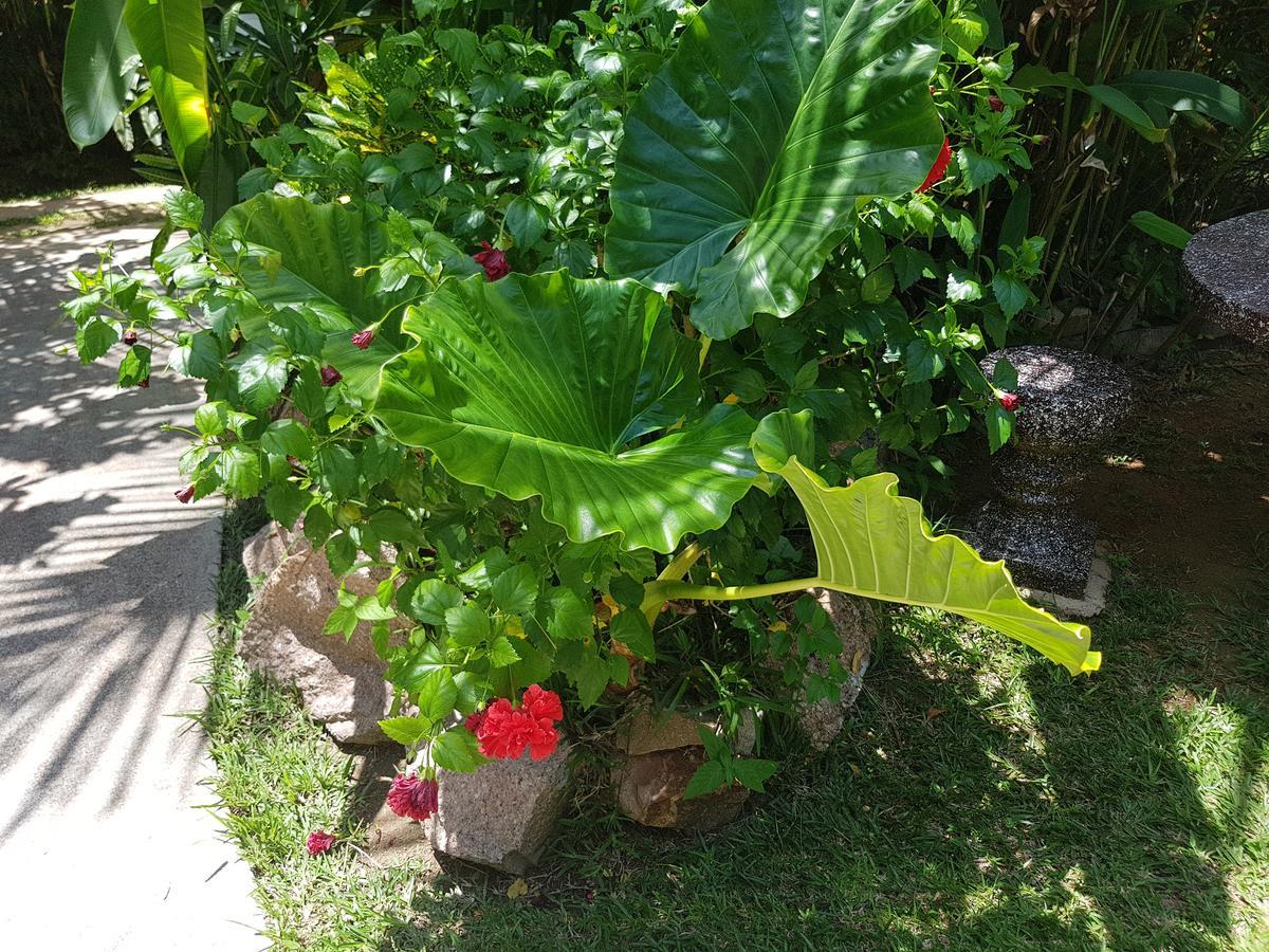 Buisson Guesthouse La Digue Kültér fotó